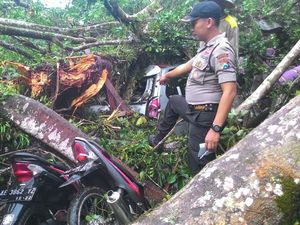 Pohon Beringin Raksasa Tumbang Rusak Rumah dan 6 Kendaraan
