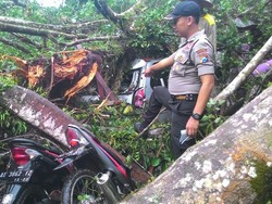 Pohon Beringin Raksasa Tumbang Rusak Rumah dan 6 Kendaraan