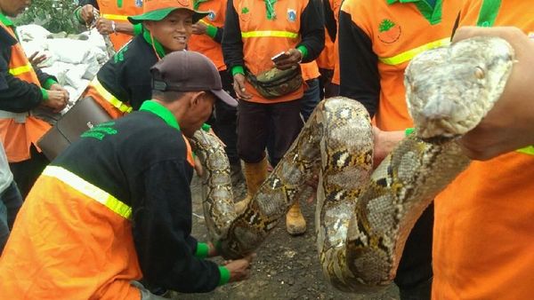 Foto: Tanpa Perlawanan, Ini Ular Sanca yang Ditangkap Pasukan Oranye