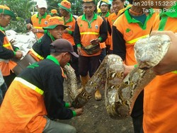 Alasan Mistis, Ular Sanca 4 Meter yang Muncul di Danau Sunter Dilepas