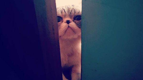 Ini Loki Si Kucing yang Bikin Anies dan Keluarga Bersedih