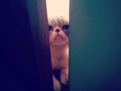 Ini Loki Si Kucing yang Bikin Anies dan Keluarga Bersedih
