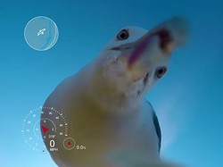 Dicuri Burung, Kamera GoPro Ini Rekam Video Keren