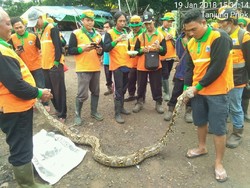 Ular Sanca 4 Meter Muncul di Danau Sunter