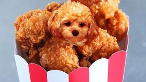Ah, Lucunya! Anjing-anjing Ini Menyelip dalam Bentuk Makanan