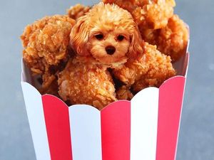 Ah, Lucunya! Anjing-anjing Ini Menyelip dalam Bentuk Makanan