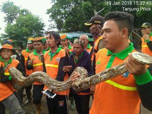 Ular 4 Meter Muncul di Danau Sunter, Tempat Lomba Renang Sandi-Susi? Ular 4 Meter Muncul di Danau Sunter, Tempat Lomba Renang Sandi-Susi?