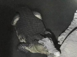 Geledah Rumah Tersangka Penimbun Senjata, Polisi Rusia Temukan Buaya