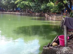 Berwarna Hijau, Ini Danau Sunter Lokasi Lomba Renang Sandiaga-Susi Berwarna Hijau, Ini Danau Sunter Lokasi Lomba Renang Sandiaga-Susi