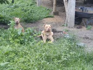 Pria Tua Tewas Diserang 2 Anjing Pit Bull, Ini Kesaksian Warga