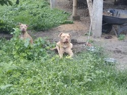 Pria Tua Tewas Diserang 2 Anjing Pit Bull, Ini Kesaksian Warga