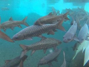 Sensasi Berenang dengan Ikan Dewa