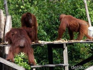 Mengunjungi Rumah Orangutan di Kalimantan Tengah