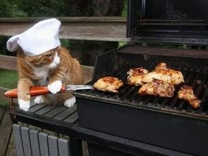 Gemas! 10 Kucing Ini Berpose dengan Makanan Layaknya Chef