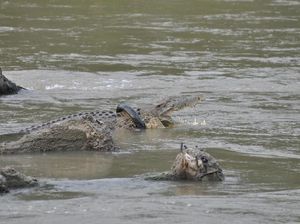 Foto: Upaya Penyelamatan Buaya yang Tersangkut Ban di Palu
