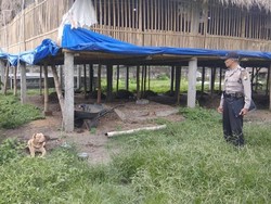 Serangan Pit Bull yang Memakan Korban di Malang dan Kediri