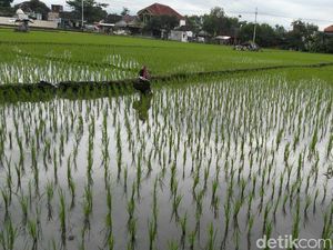 2018, Kabupaten Malang Tanam Padi 72 Ribu Hektare