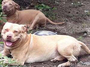 Dua Pit Bull Tewaskan Pria Tua, Ini Kata Pecinta Anjing Kediri
