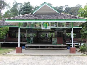 Hutan Wisata Pengusir Jenuh: Bukit Bangkirai