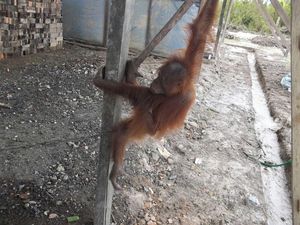 Terpisah dari Induknya, Anak Orangutan di Kalteng Diselamatkan