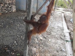 Terpisah dari Induknya, Anak Orangutan di Kalteng Diselamatkan