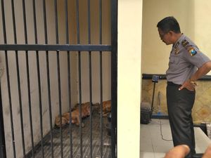 Pit Bull Dijadikan Penjaga Kandang Ayam, Ini Reaksi Disnak Kediri