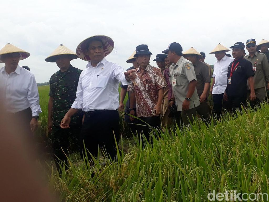 Mentan: 1,7 Juta Hektar Sawah Panen Raya di Februari Mentan: 1,7 Juta Hektar Sawah Panen Raya di Februari