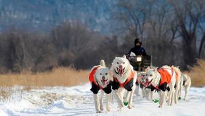 Foto: Mengintip Anjing Husky Latihan Seluncur