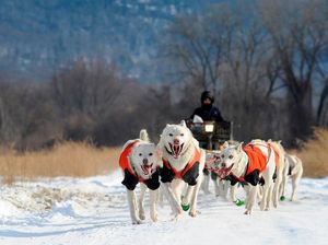 Foto: Mengintip Anjing Husky Latihan Seluncur