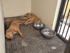 Pit Bull Penjaga Kandang Ayam di Kediri Sering Kejar-kejar Warga