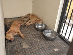 Pit Bull Penjaga Kandang Ayam di Kediri Sering Kejar-kejar Warga