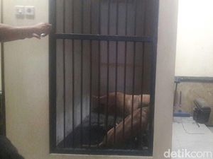 Dua Anjing Pit Bull Gigit Warga Hingga Tewas Dibawa ke Polres Kediri