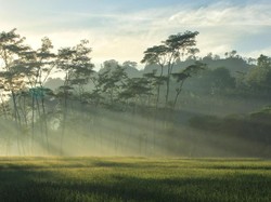 Mentari Pagi Di Desa Lebakharjo, Kab. Malang, Jatim