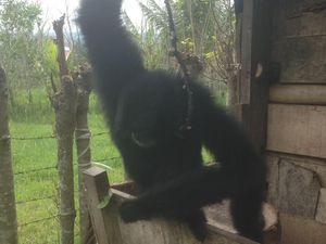 Dandim di Aceh Serahkan 4 Satwa Dilindungi ke BKSDA