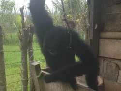 Terancam Punah, Seekor Siamang Disita dari Warga Aceh