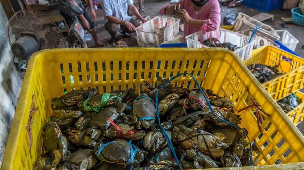 Cuaca Buruk, Harga Kepiting Melonjak