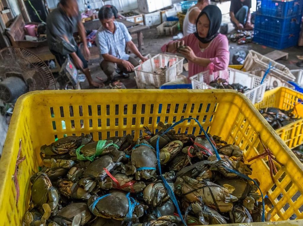 Cuaca Buruk, Harga Kepiting Melonjak Cuaca Buruk, Harga Kepiting Melonjak