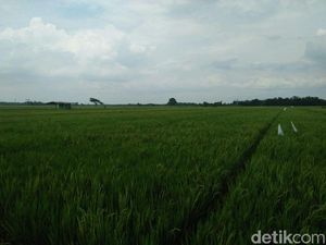 Surplus Beras 255 Ribu Ton, Bupati Madiun Tolak Beras Impor Surplus Beras 255 Ribu Ton, Bupati Madiun Tolak Beras Impor