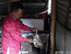 Matinya Puluhan Ekor Ayam di Mojokerto Karena Penyakit Newcastle
