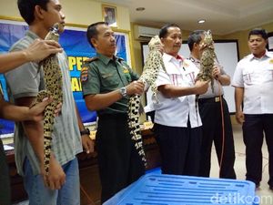 BKSDA: Buaya Muara Satwa Dilindungi