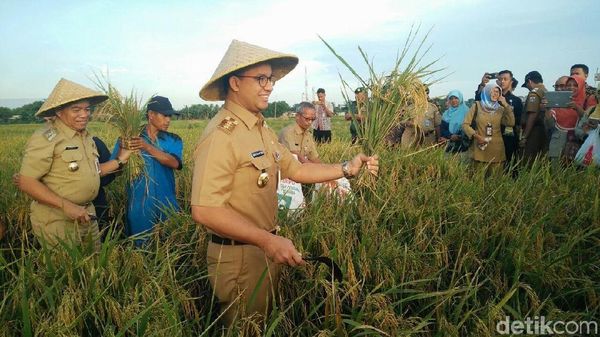 Potret Anies Panen Padi dan Petik Buah Naga di Cakung