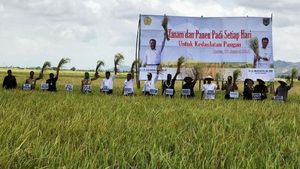 Naik Traktor hingga Masuk Sawah, Mentan Cek Panen Padi di Jatim-Jateng