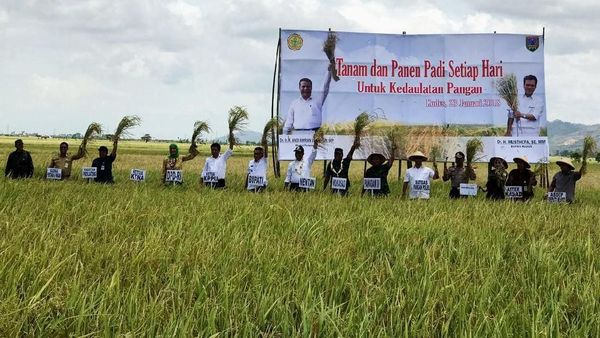 Naik Traktor hingga Masuk Sawah, Mentan Cek Panen Padi di Jatim-Jateng