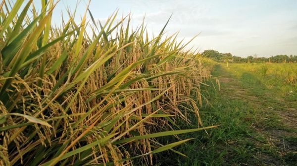 Potret Hamparan Sawah di Dalam Kota Jakarta