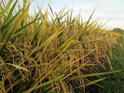 Potret Hamparan Sawah di Dalam Kota Jakarta