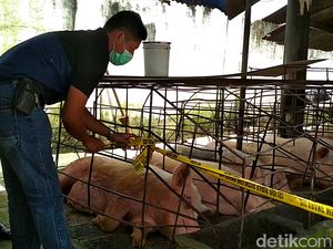 Tak Berizin dan Berpolusi, Kandang Babi di Blitar Ditutup