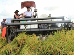 Meski Kemarau, Kementan Optimistis Stok Beras Nasional Aman