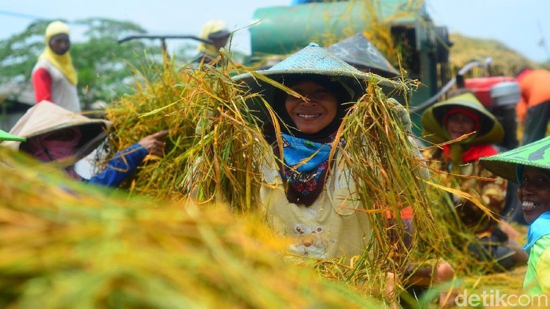 Harga Beras di Lamongan Naik, Pedagang Minta Pemerintah Tidak Impor