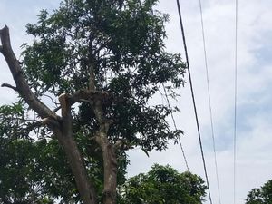 Tersengat Listrik, Tukang Tebang Pohon Jatuh dan Meninggal