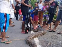 Ular Piton 5 Meter Gegerkan Warga Gorontalo